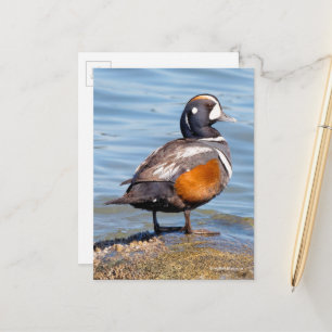 Snygg Harlequin Anka på Sten Vykort