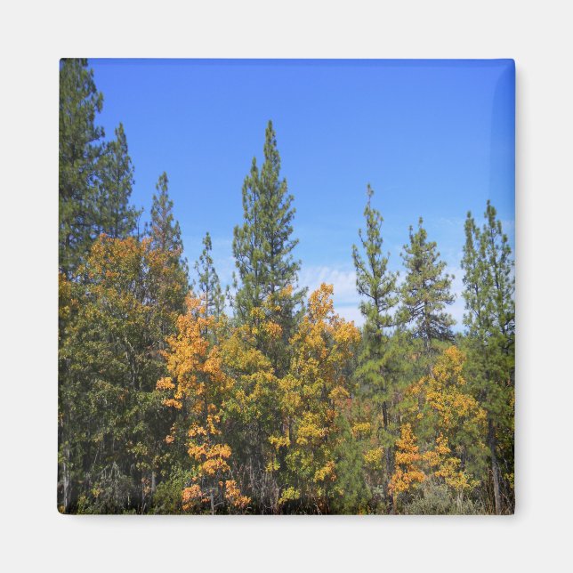 Snygg Hayfork, Kalifornien... Magnet (Framsidan)