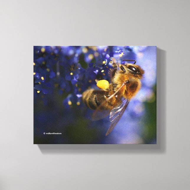 Snygg Honeybee på Kalifornien Lilac Canvastryck (Framsida)