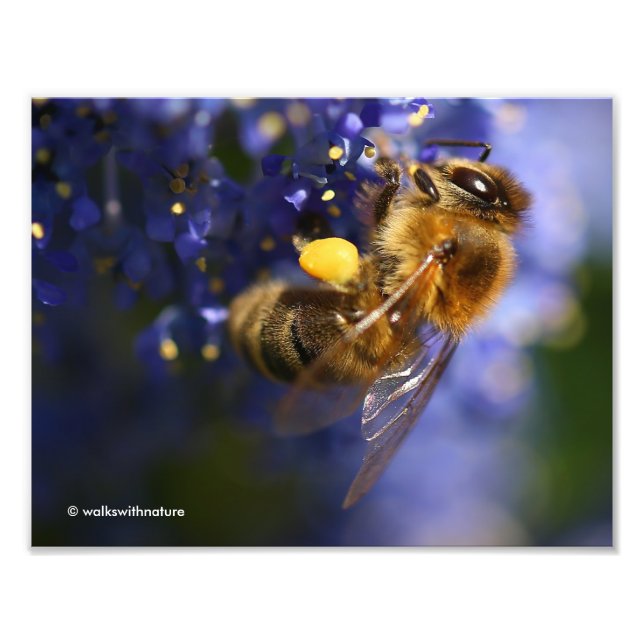Snygg Honeybee på Kalifornien Lilac Fototryck (Framsidan)