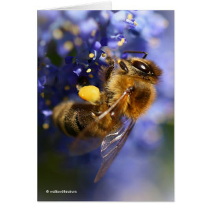 Snygg Honeybee på Kalifornien Lilac Hälsningskort