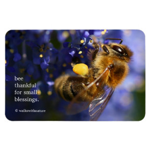 Snygg Honeybee på Kalifornien Lilac Magnet