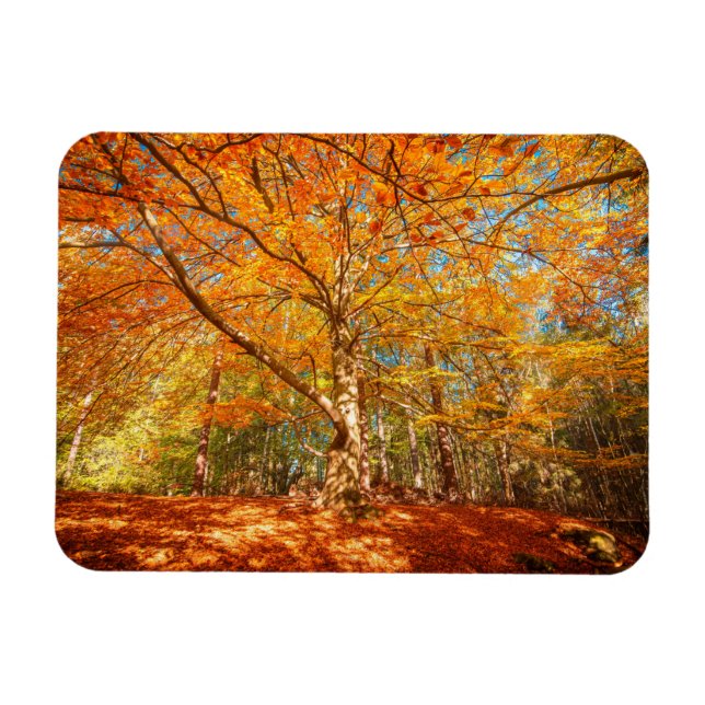 Snygg höstskog magnet (Horisontell)