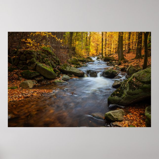 Snygg höstskog poster (Framsidan)