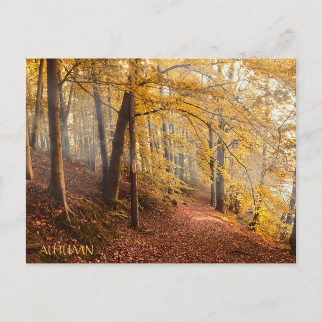 Snygg höstskog vykort (Framsida)