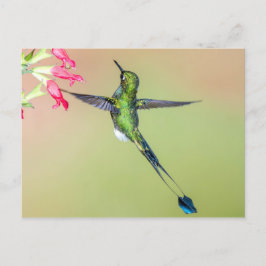 Snygg Hummingbird med Lång Svan-fjädrar Vykort