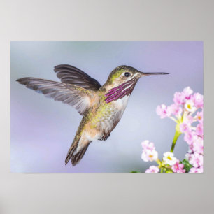 Snygg Hummingbird som flyger i Lila och Rosa Poster