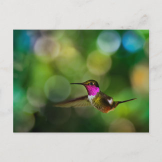 Snygg Hummingbird Vykort