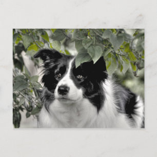 Snygg Hund i Grön Skog med Lövverk Vykort