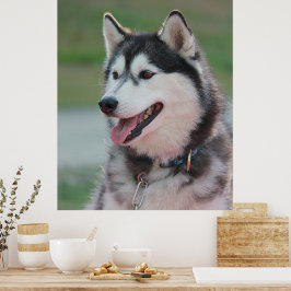 Snygg Husky Art Print Sled Hund Poster