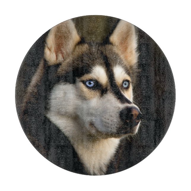 Snygg Husky Dekorativ kudde (Framsidan)