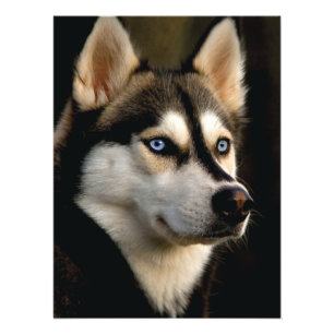 Snygg Husky Dekorativ kudde Fototryck