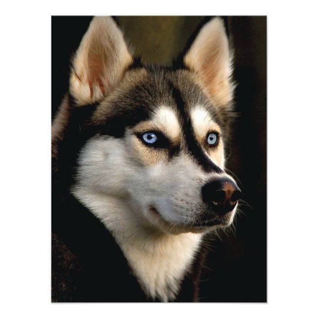 Snygg Husky Dekorativ kudde Fototryck (Framsidan)