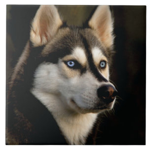 Snygg Husky Dekorativ kudde Kakelplatta