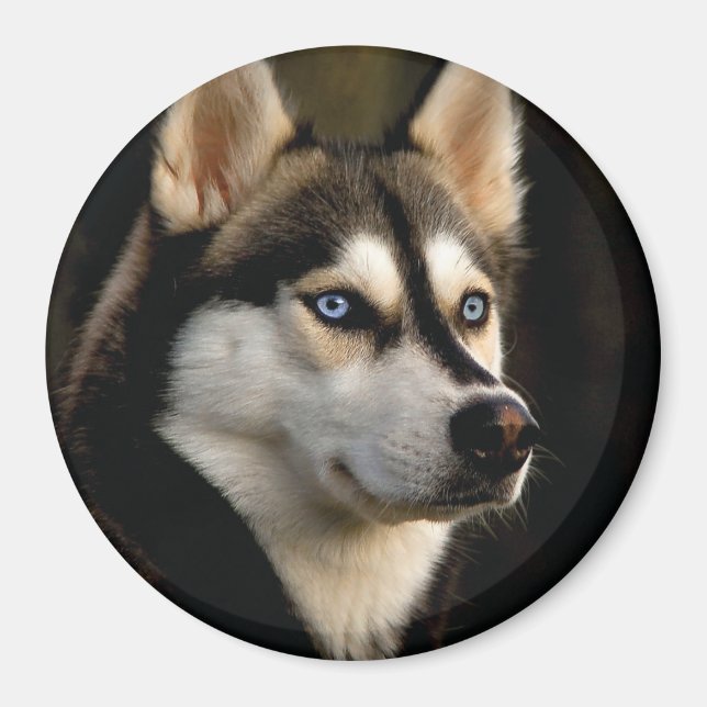 Snygg Husky Dekorativ kudde Magnet (Framsidan)
