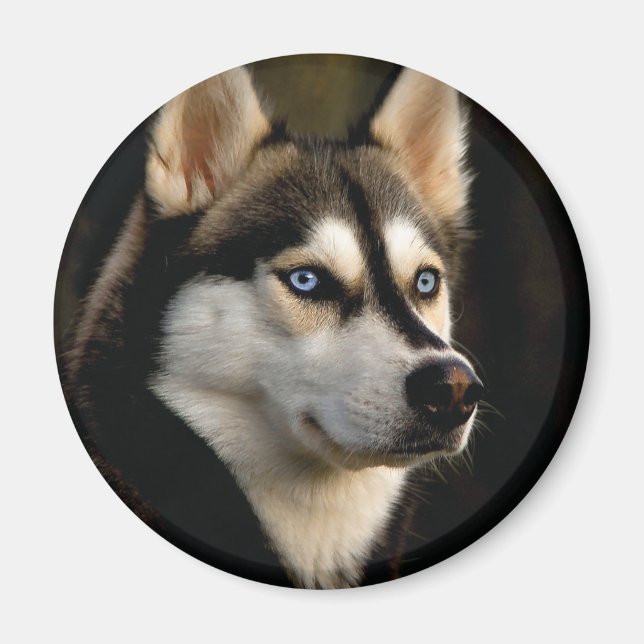 Snygg Husky Dekorativ kudde Magnet (Framsidan)