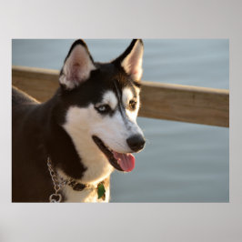 Snygg Husky Photography Sled Hund Poster