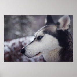 Snygg Husky stäng utskriften Sled Hund Poster