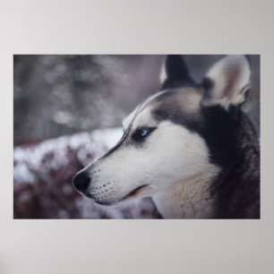 Snygg Husky stäng utskriften Sled Hund Poster