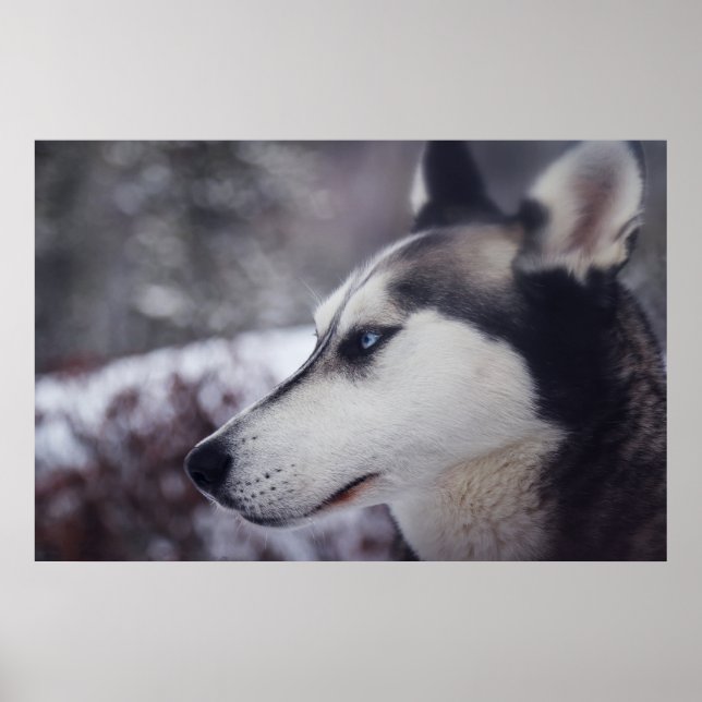 Snygg Husky stäng utskriften Sled Hund Poster (Framsidan)