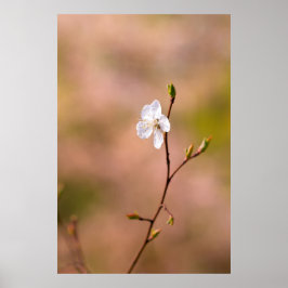 Snygg japansk Apricot Flower Poster