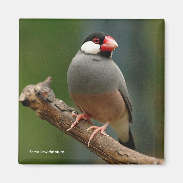 Snygg Java Finch Songbird Magnet (Framsidan)