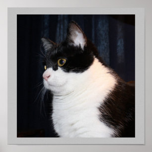 Snygg kattutskrift poster