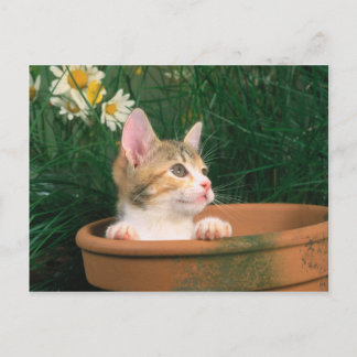 Snygg Kitten 54 Vykort
