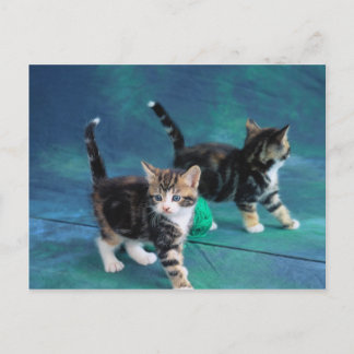 Snygg Kitten 61 Vykort