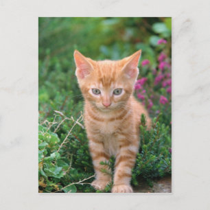Snygg Kitten 7 Vykort