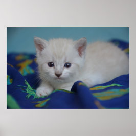 Snygg Kitten Poster