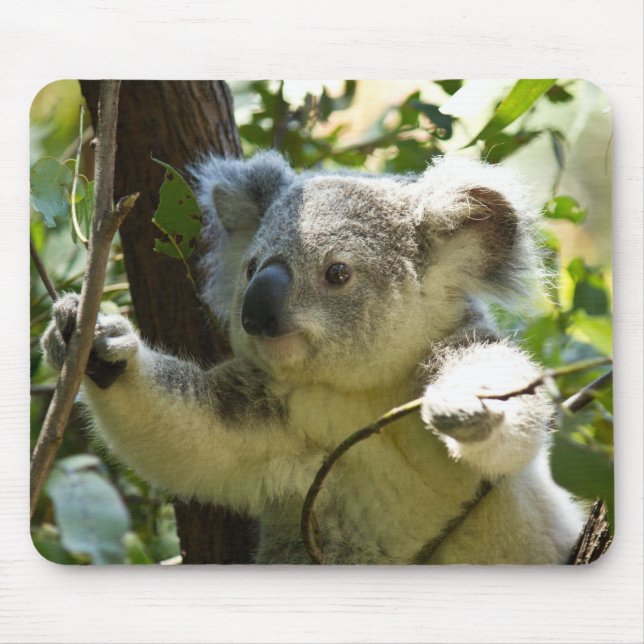 Snygg Koala Bear i Träd Musmatta (Framsidan)