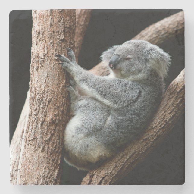Snygg Koala Bear i Träd Stenunderlägg (Framsidan)