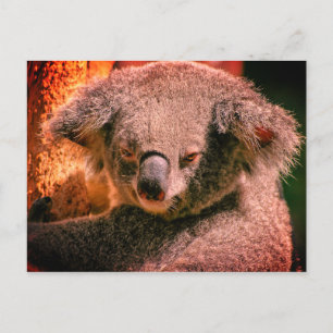 Snygg Koala Vykort
