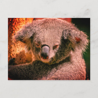 Snygg Koala Vykort
