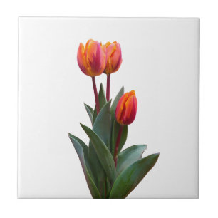 Snygg koral Tulip Ceramic Tile Kakelplatta