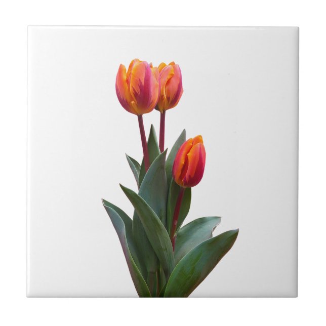 Snygg koral Tulip Ceramic Tile Kakelplatta (Framsidan)