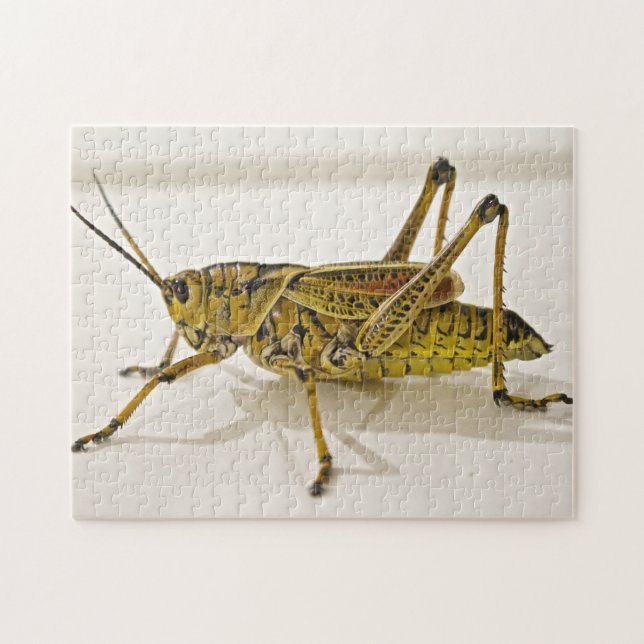 Snygg Kryp Grashopper Locust Photo Puzzle Pussel (Horisontell)