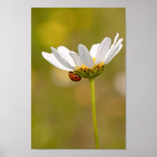 Snygg Ladybug på Daisy Poster