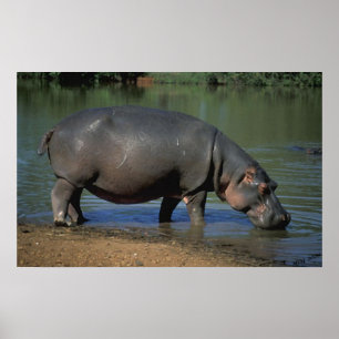 Snygg, långdragen dryck Hippopotamus Porträtt Poster