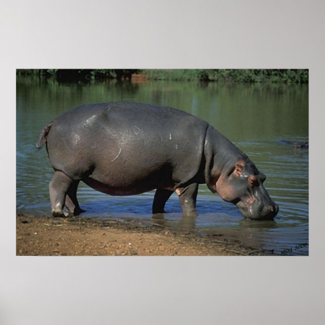 Snygg, långdragen dryck Hippopotamus Porträtt Poster (Framsidan)
