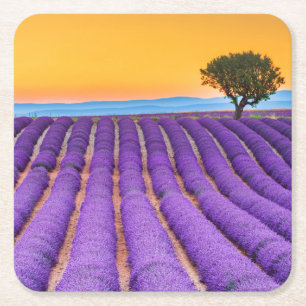 Snygg lavender fält i Provence Underlägg Papper Kvadrat
