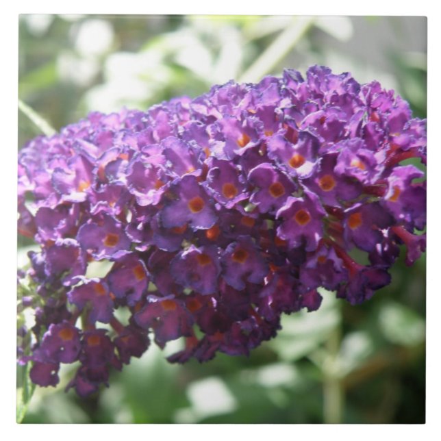 Snygg Lila Buddleia Flowers Tile Kakelplatta (Framsidan)
