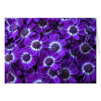 Snygg Lila Cinerarias Hälsningskort