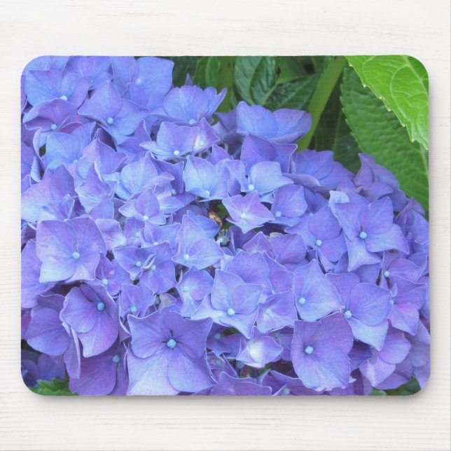Snygg Lila Hydrangeas Musmatta (Framsidan)