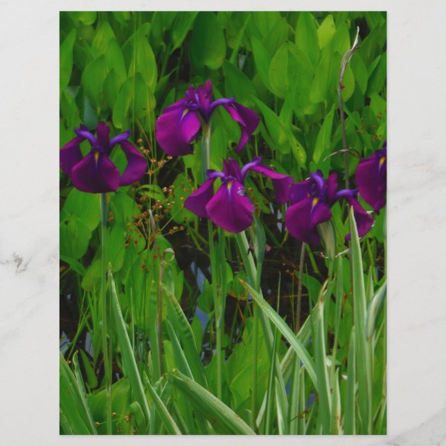 Snygg Lila Iris (Framsida)