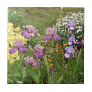 Snygg Lila Iris Flower blommigt Photo Kakelplatta
