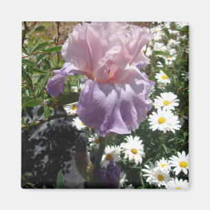 Snygg Lila Iris Flower blommigt Photo Magnet