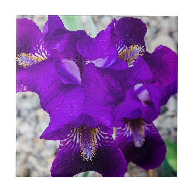 Snygg lila iris kakelplatta (Framsidan)