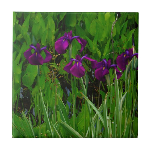 Snygg Lila Iris Kakelplatta (Framsidan)